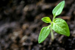 A young green seedling growing from dark soil.